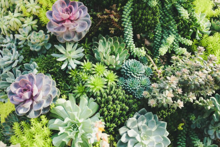 Image of succulents.