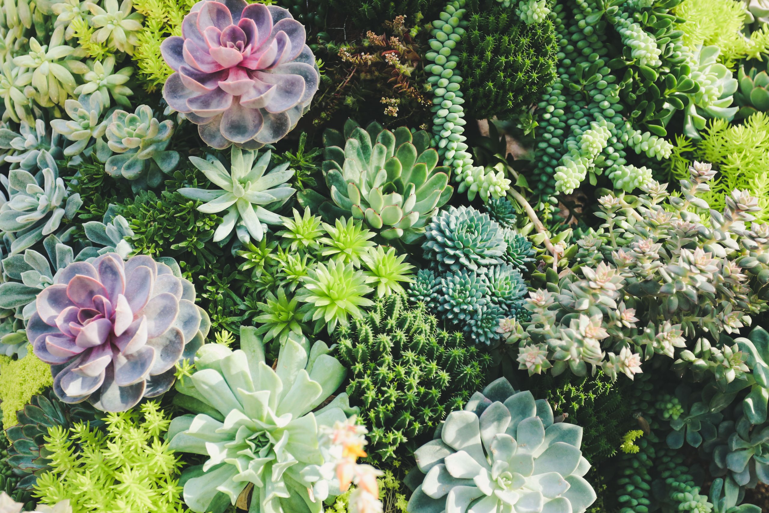 Image of succulents.